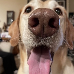 Fundraising Page: Bocephus - Don Green